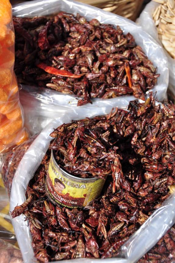 Chapolines, os famosos gafanhotos comestíveis mexicanos! )em Cholula, no México)